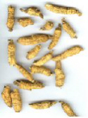 benseng american ginseng