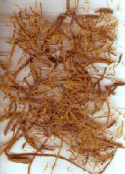 benseng korean ginseng