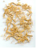 benseng american ginseng