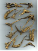 benseng american ginseng