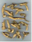 benseng american ginseng