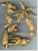 benseng american ginseng