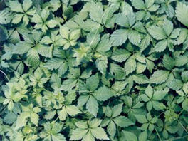 benseng jiaogulan plant