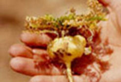 benseng maca plant