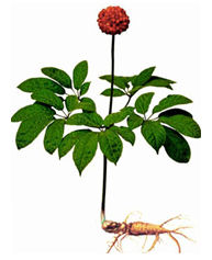 panax notoginseng plant
