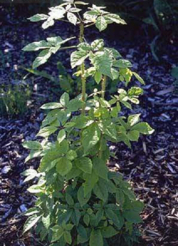 benseng-siberische-ginsengplant