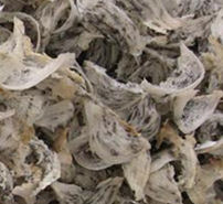 vogelnestjes geoogst