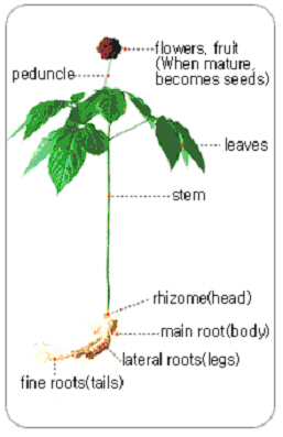 benseng-plant