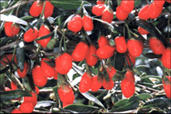 goji berry bessen
