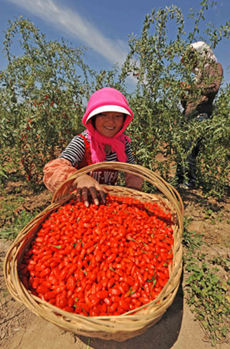 benseng-chinese wolfberry mand