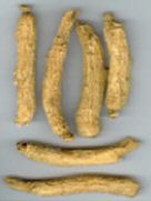 benseng american ginseng