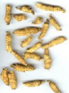 benseng american ginseng