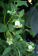 benseng codonopsis planten