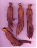 benseng korean ginseng