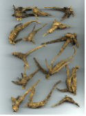 benseng american ginseng root