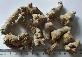 benseng Notoginseng wortels