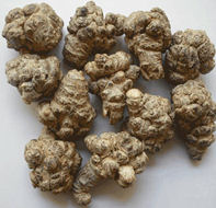 notoginseng wortels