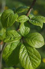 siberische ginseng plant